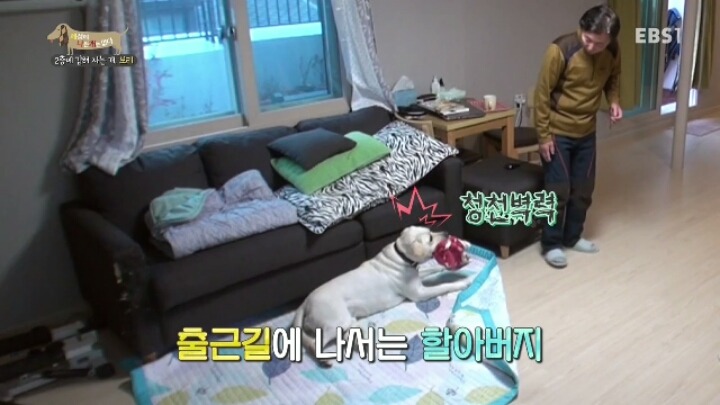 겁 많은 대형견 보리 | 인스티즈