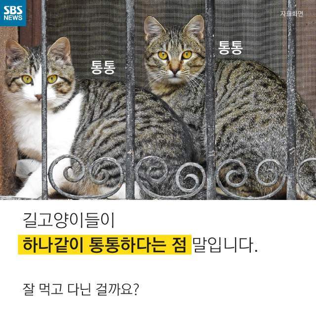 뚱뚱한 길냥이들의 진실 | 인스티즈
