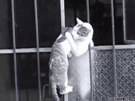 아깽이 데리고 가는 엄마 고양이.gif | 인스티즈