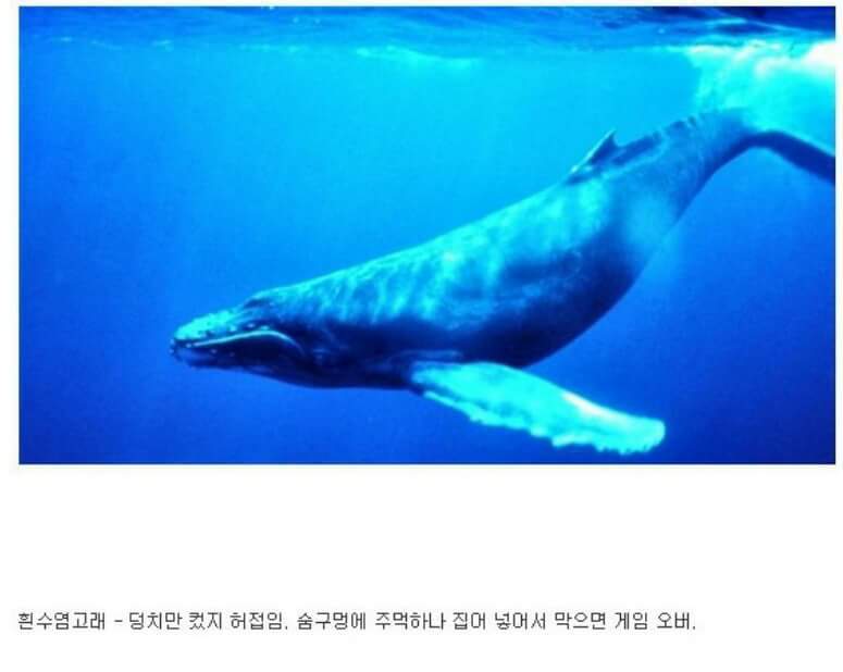 동물이랑 1대1로 싸워서 이기는 방법 개꿀팁. jpg | 인스티즈