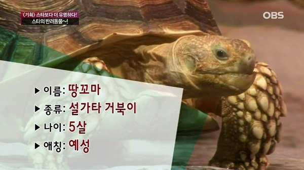 흔치 않은 아이돌의 애완동물 일대기.jpg | 인스티즈