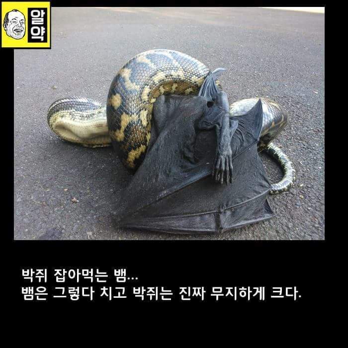 혐오주의) 호주의 위엄 | 인스티즈