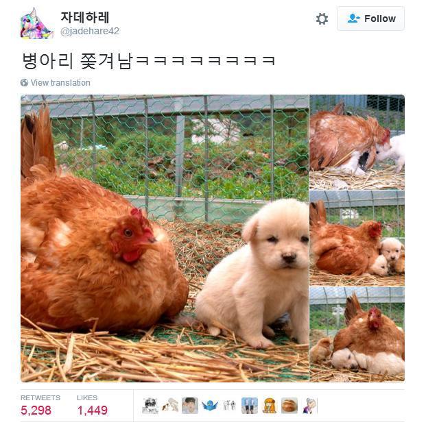  병아리 쫓겨남ㅋㅋㅋㅋㅋ | 인스티즈