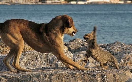 강아지 vs 고양이 | 인스티즈