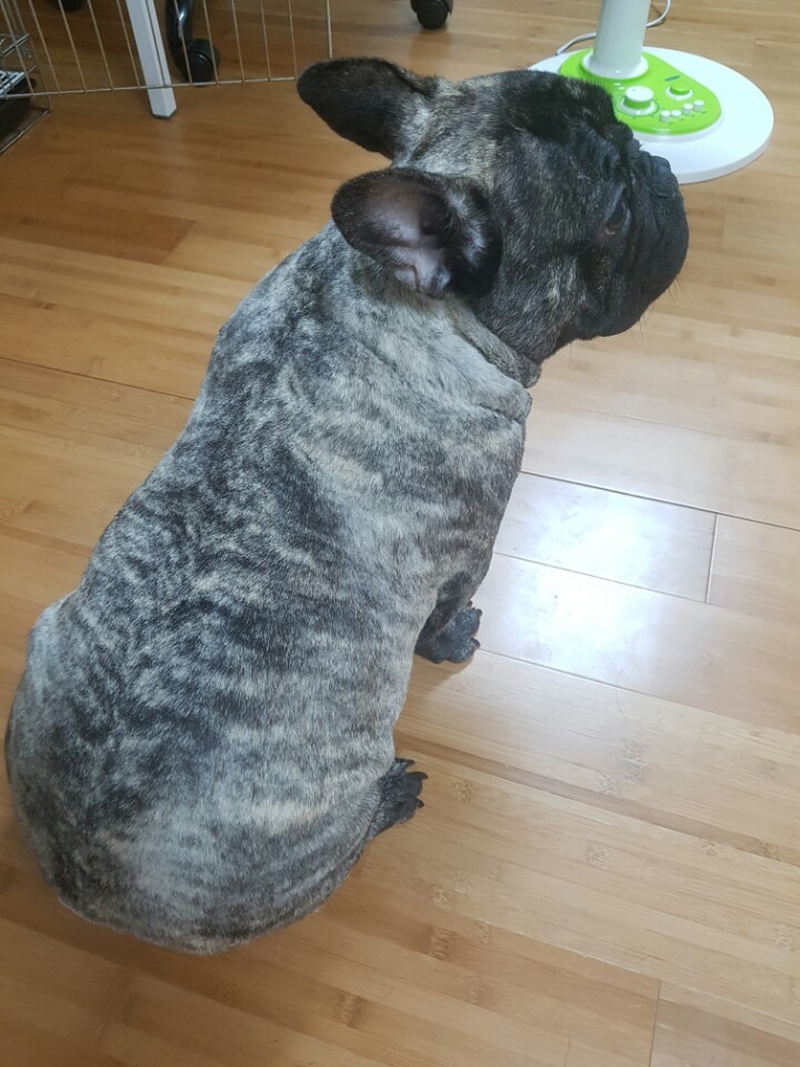 오룡 이미지