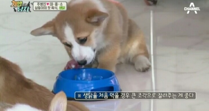 [개밥주는남자] 웰시코기 삼둥이 대중소 식탐고치기 (feat.갓형욱) | 인스티즈