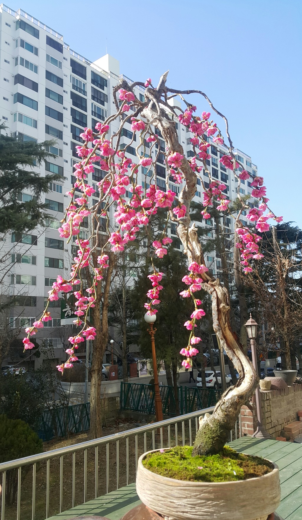 수양 이미지
