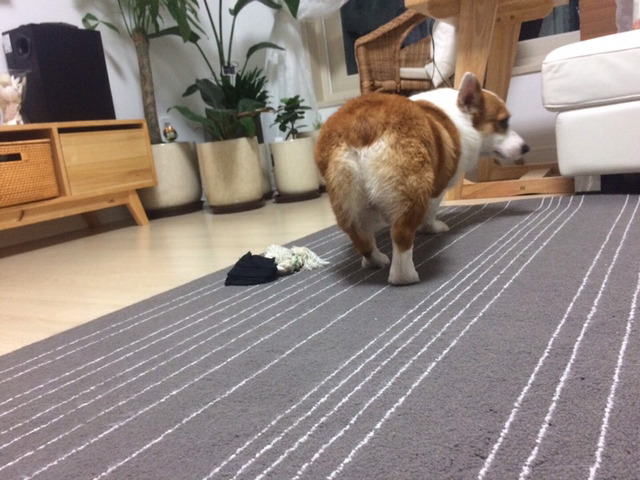 [데이터주의] 우리집 코시엘니 | 인스티즈