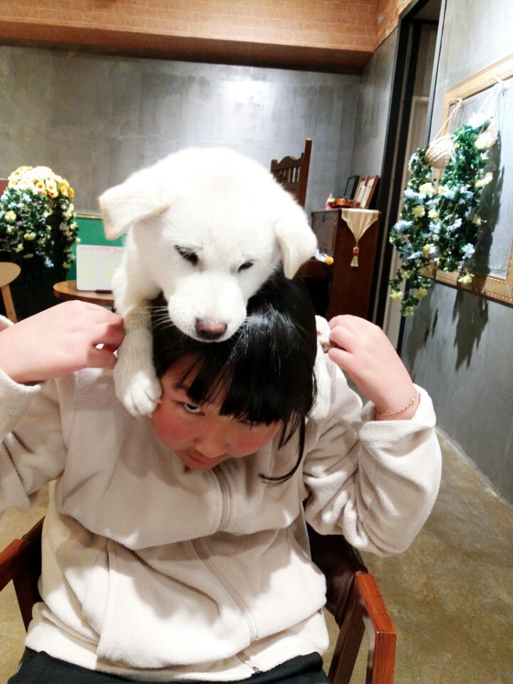 창녕 매실이 이야기를 아시나요?개소주가 되어서 돌아온 우리 매실이를 기억해주세요. 동물보호법강화를 위해 관심가져주세요 | 인스티즈