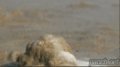 피사의 사탑... | 인스티즈