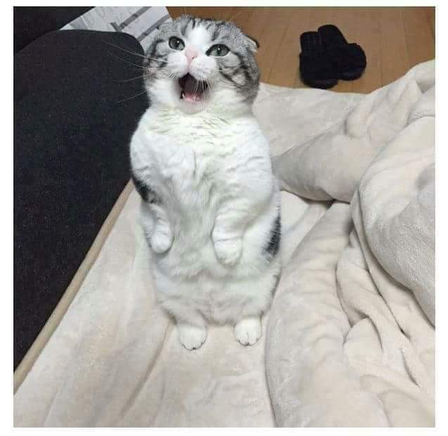 ???:하품할때 이러면 되냐냥? | 인스티즈