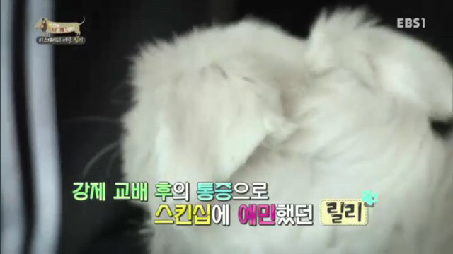 교배 업체에 보낸 후 사나워진 강아지 릴리 | 인스티즈