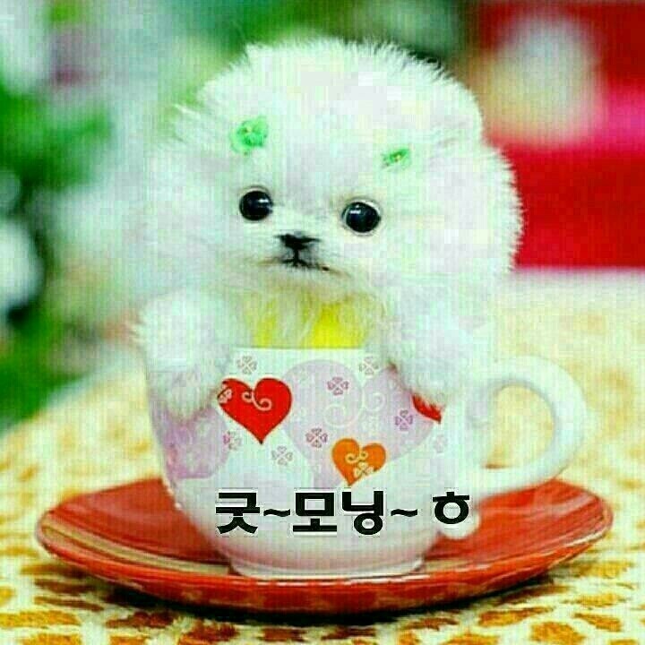 고운님 이미지