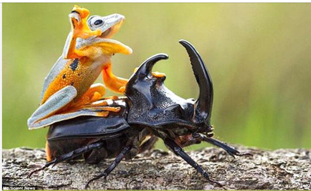 장수풍뎅이를 탄 개구리의 비밀.jpg | 인스티즈