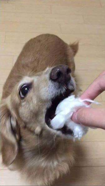 솜사탕 이미지