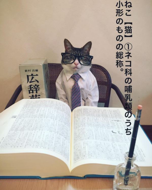 요리하는 고양이 신작 | 인스티즈