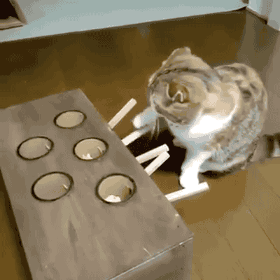 고양이 홧병 걸리게 만드는 장난감 | 인스티즈