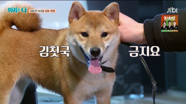 [마리와나] 약 빨고 쓰는 거 같은 마리와 나 자막ㅋㅋㅋㅋㅋㅋㅋㅋ | 인스티즈