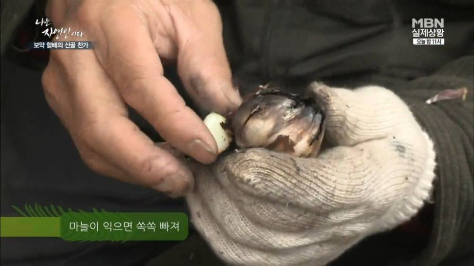 마늘 덕후 나는 자연인이다 | 인스티즈