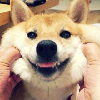 [트와이스] 사나견 송곳니.jpg | 인스티즈