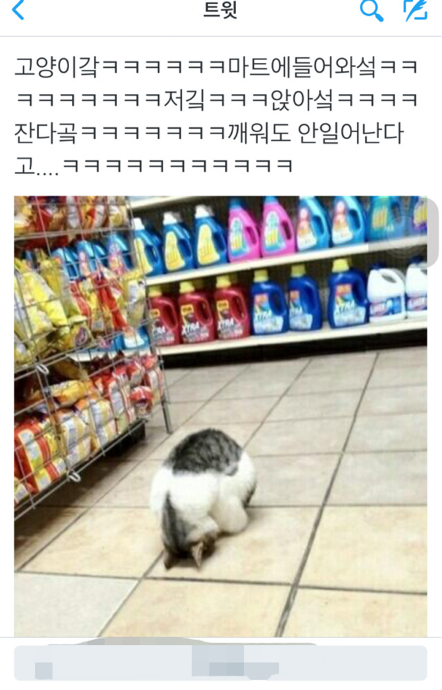 마트에 들어와 꿀잠자는 냥이 | 인스티즈