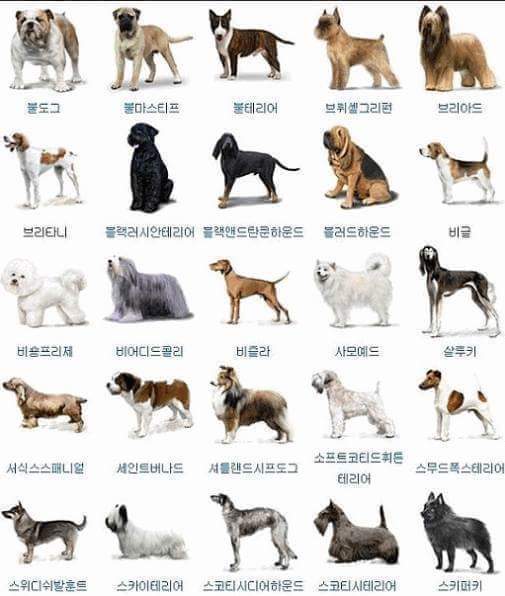 개의 종류는 얼마나 알고 계십니까^^? | 인스티즈