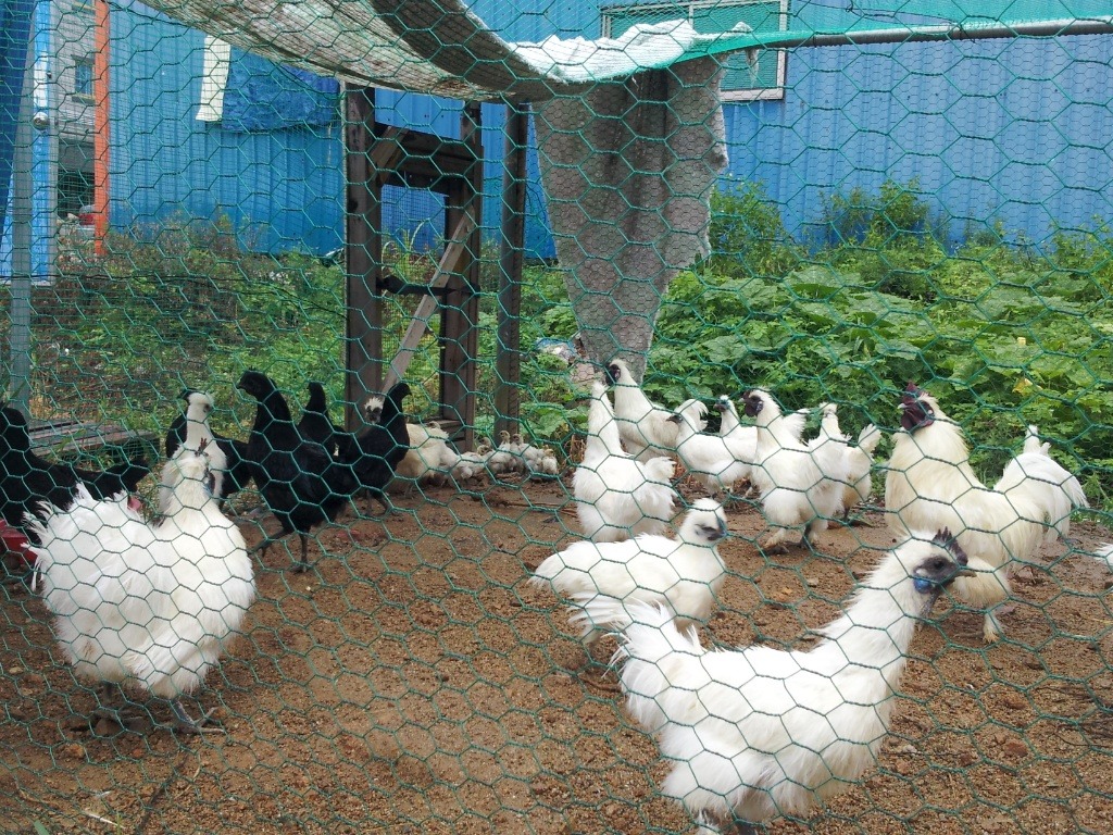 닭장 이미지