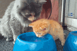 물마시는법 가르쳐주는 엄마고양이 | 인스티즈