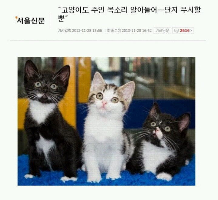 고양이도 주인 목소리 알아들어 | 인스티즈