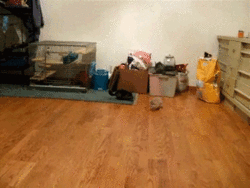 20년동안 사는 쥐 | 인스티즈