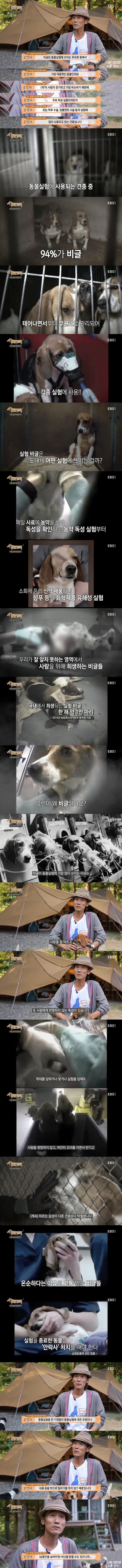 잘 몰랐던 비글의 진실.jpg | 인스티즈