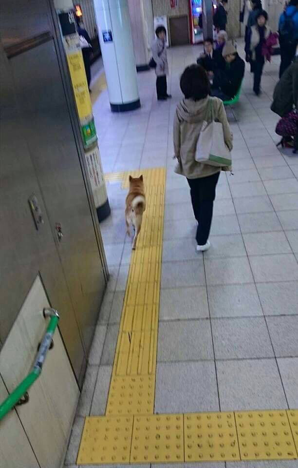 동물 차별하는 일본 지하철 ㅋㅋ | 인스티즈
