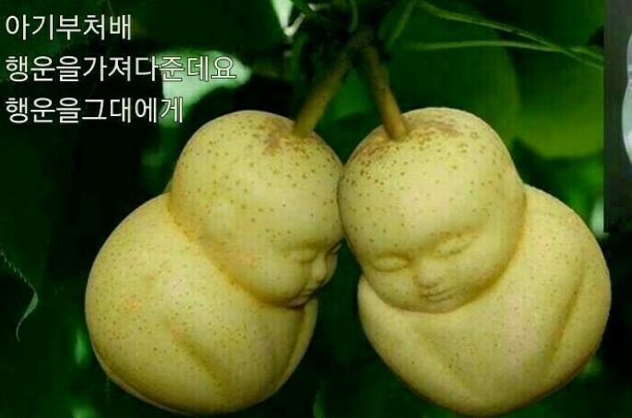 쌍둥이과일 이미지