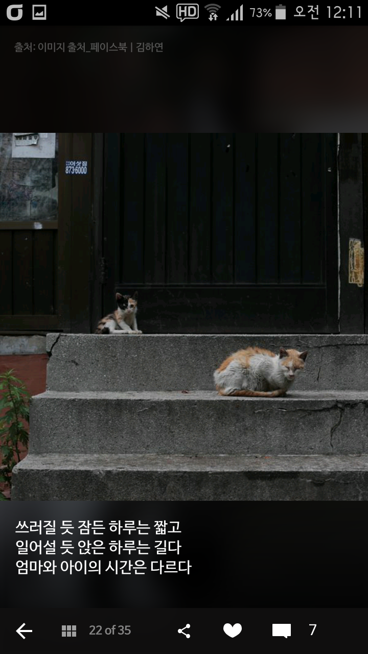 비가오나 눈이오나 길냥이 사진을 찍는 작가 | 인스티즈