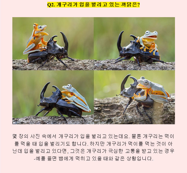 장수풍뎅이를 탄 개구리의 비밀.jpg | 인스티즈