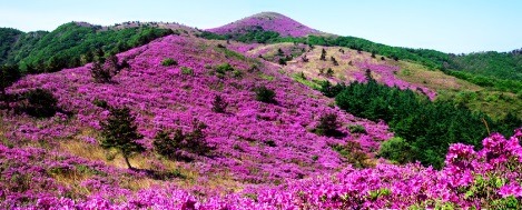 산철죽 군락지 이미지