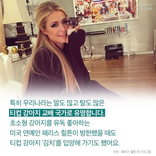  티컵 강아지의 불편한 진실 | 인스티즈