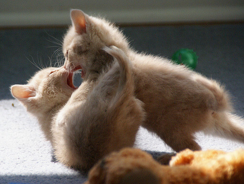 피의 사투를 벌이는 동물들.jpg | 인스티즈