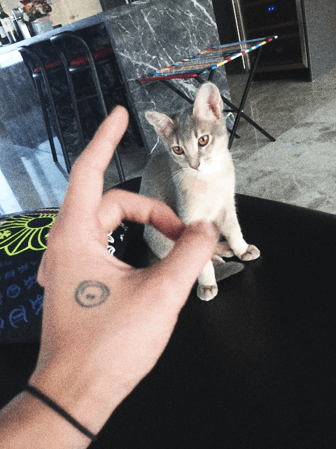 빅뱅 지디가 키우는 고양이 아이 | 인스티즈