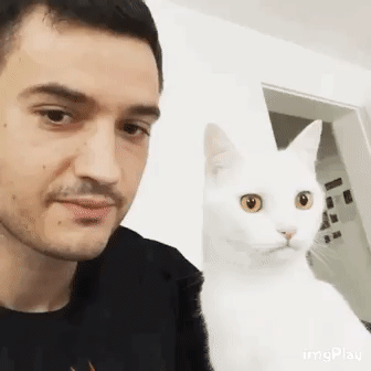 새벽에는 고양이.gif | 인스티즈