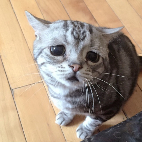 금방이라도 울 것 같은 울상 고양이 루후😿 | 인스티즈