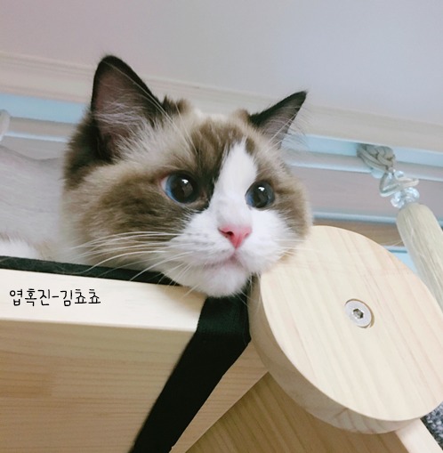 랙돌 고양이 쵸쵸의 매력에 빠져들것이다 | 인스티즈