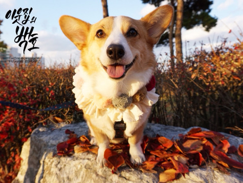 사랑둥이 백호 사진을 가져와 보았어요 | 인스티즈