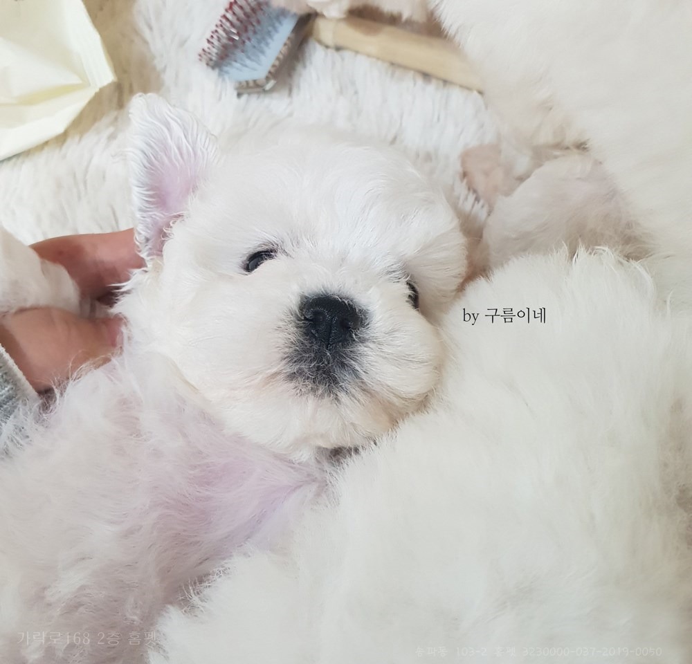 비숑 이미지