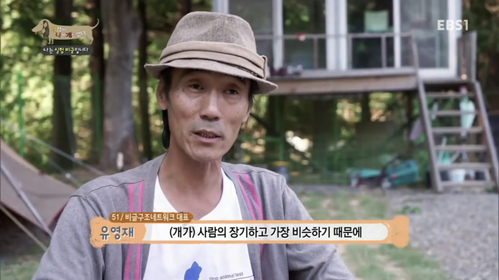 실험 비글을 아십니까? 동물실험에서 가장 많이 사용되는 견종.jpg (맴찢주의) | 인스티즈