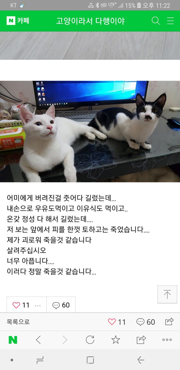 후원받은 사료를 먹은 고양이카페 고양이들이 죽었습니다 | 인스티즈