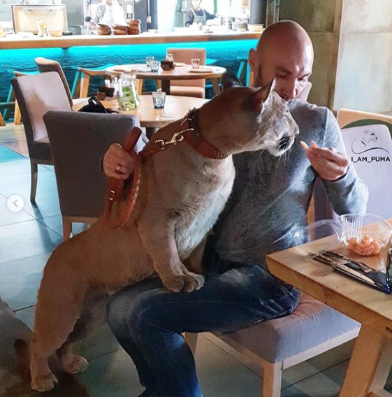 산책다니는 개냥이 | 인스티즈