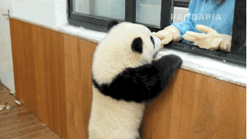 애기팬더가 사람을 부르는 방법.gif | 인스티즈