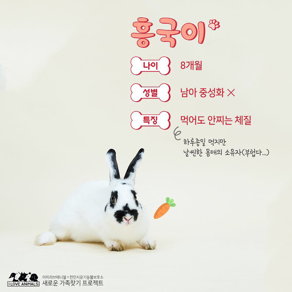 우리는 언제 가족이 생기나요? 사지 말고 입양하세요! | 인스티즈