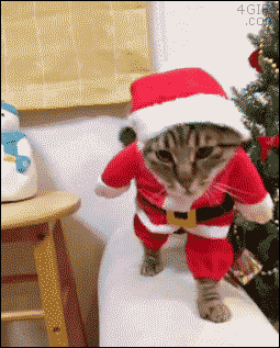 크리스마스다냥.gif | 인스티즈